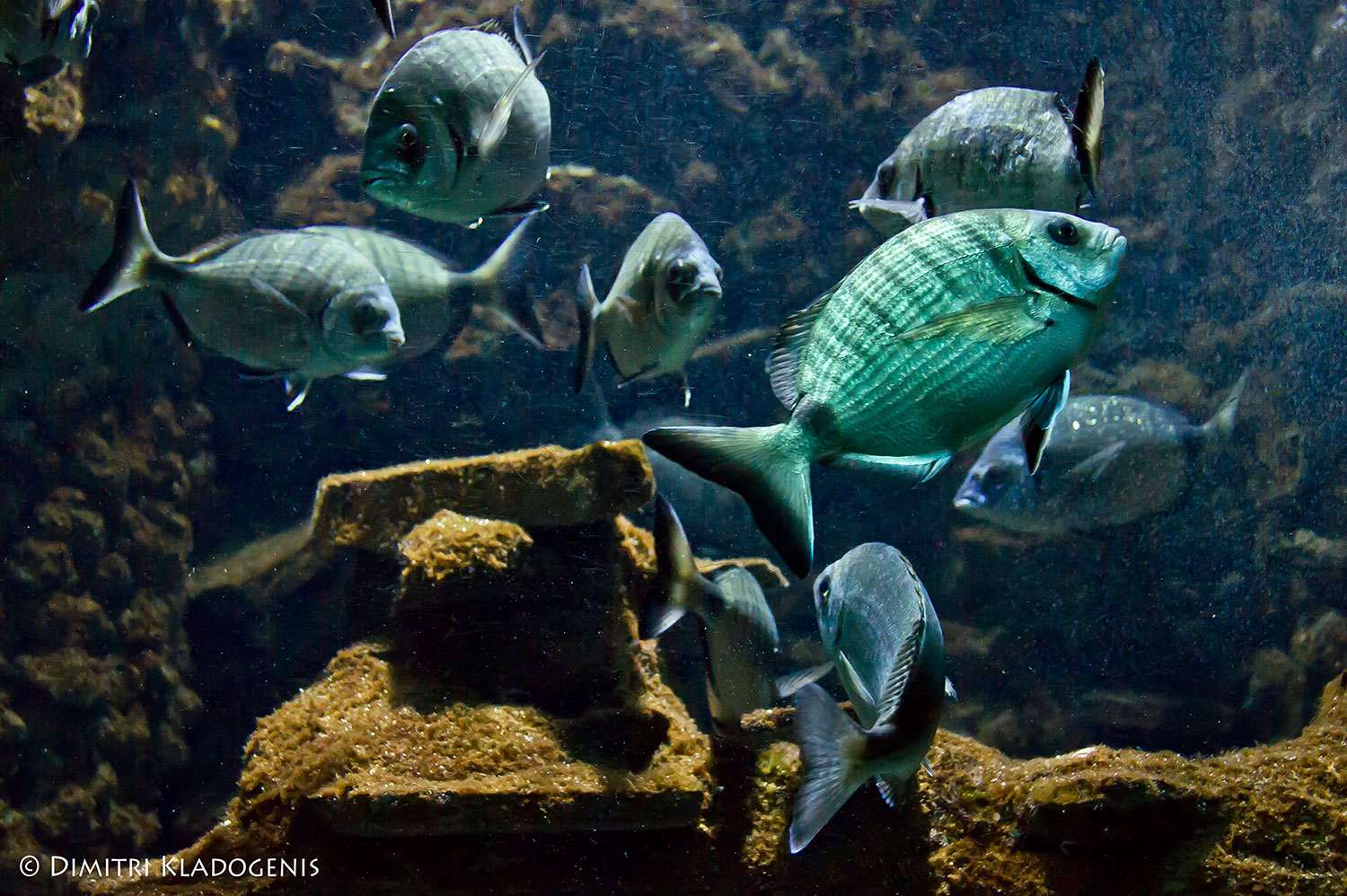 Aquarium-of-Rhodes