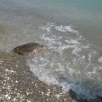 rhodes-aquarium-caretta-caretta-kleopatra