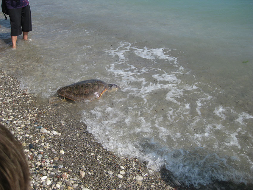 rhodes-aquarium-caretta-caretta-kleopatra