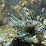 lion-fish-rhodes-aquarium