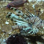 lion-fish-rhodes-aquarium-2