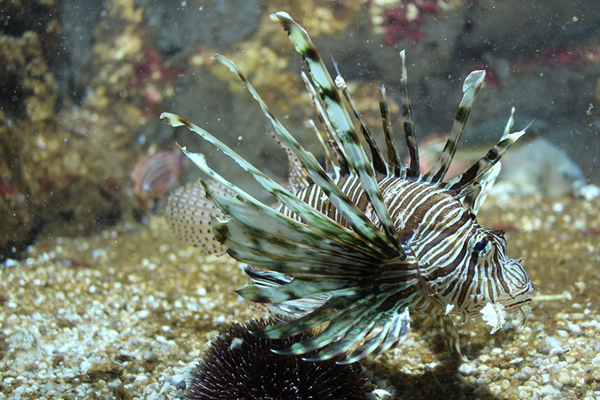 lion-fish-rhodes-aquarium