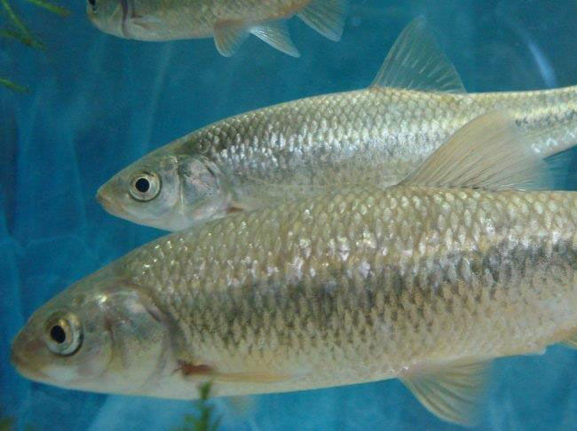 giazani