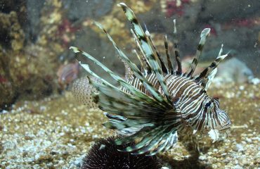 lion-fish-rhodes-aquarium